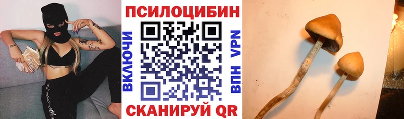где найти   Верхняя Пышма  Псилоцибиновые грибы Psilocybe 